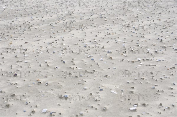 Sand drifts with broken mussels on the beach of the North Sea island of Juist