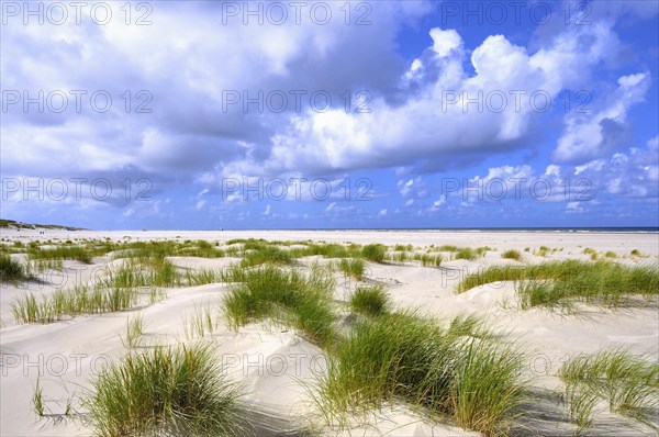 Coastal dune landscape the North Sea island of Juist