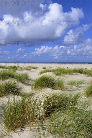 Coastal dune landscape the North Sea island of Juist