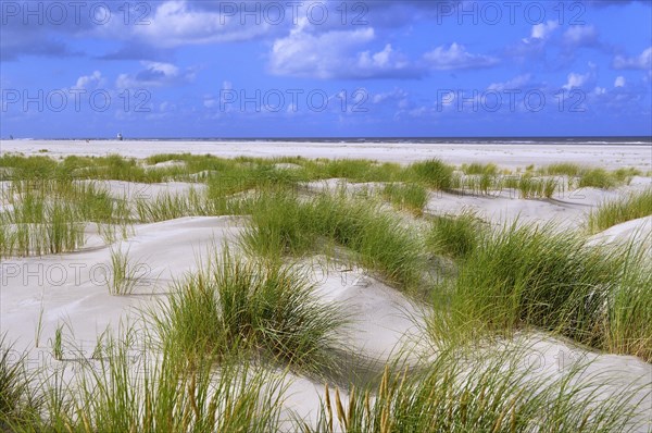 Coastal dune landscape the North Sea island of Juist