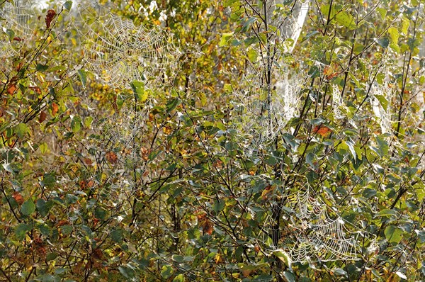 Cobwebs hanging in the branches of birch (Betula sp.) in Fall