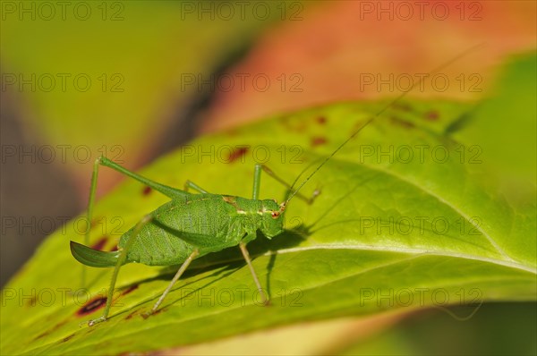 Speckled Bush-cricket (Leptophyes punctatissima)