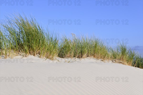 High Dune with beach grass (Ammophila arenaria)