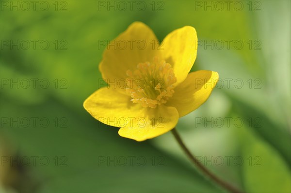 Yellow wood anemone or buttercup anemone (Anemone ranunculoides)