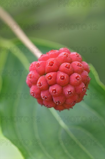 Chinese dogwood (Cornus Kuosa chinensis)