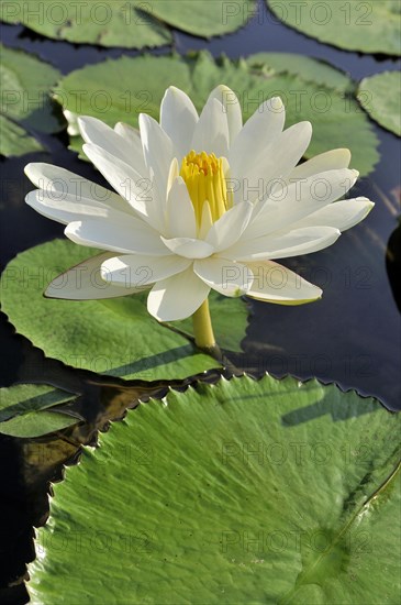 Water lily (Nymphaea sp.)