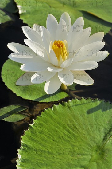 Water lily (Nymphaea sp.)