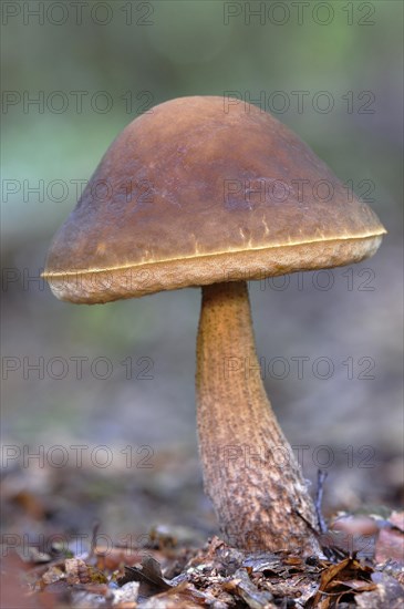 Rough-stemmed bolete (Leccinum scabrum)