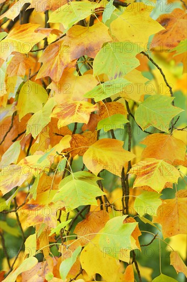 Tulip tree (Liriodendron tulipifera)