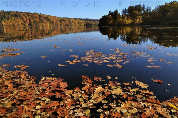 Autumn leaves floating on lake