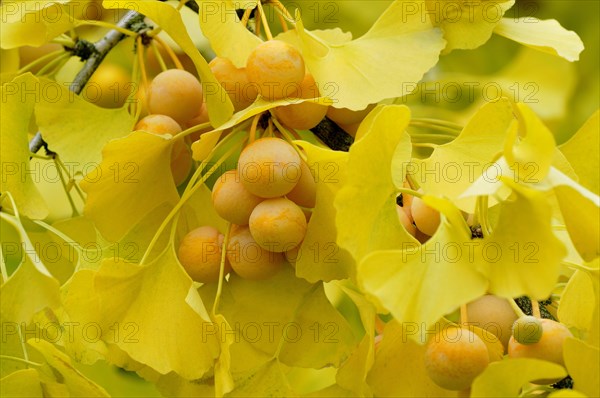 Ginkgo (Ginkgo biloba) branch with ripe fruit