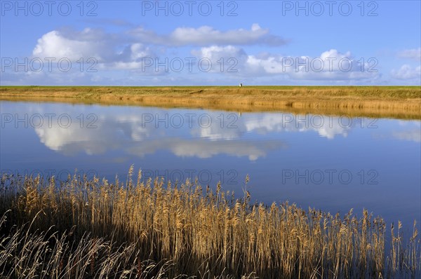 Cumulus clouds reflected in water