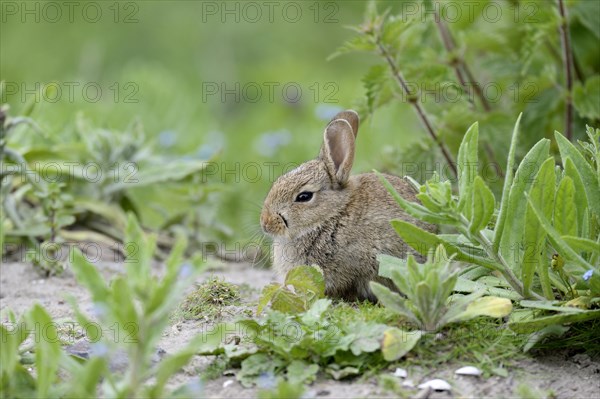 European rabbit (Oryctolagus cuniculus)