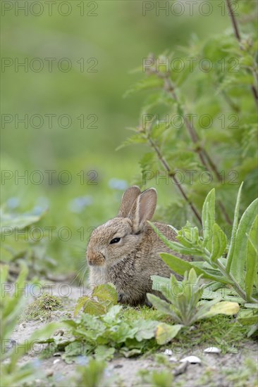 European rabbit (Oryctolagus cuniculus)