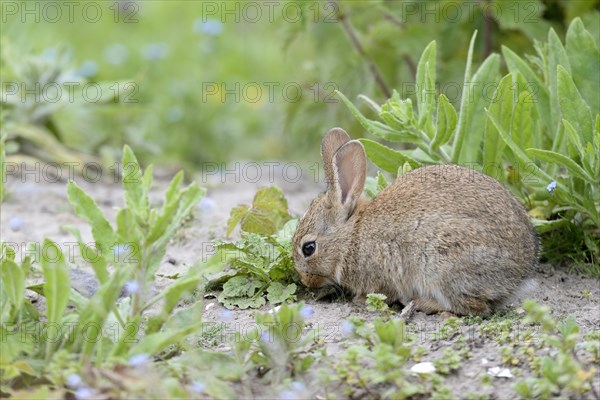 European rabbit (Oryctolagus cuniculus)