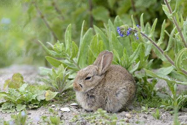 European rabbit (Oryctolagus cuniculus)