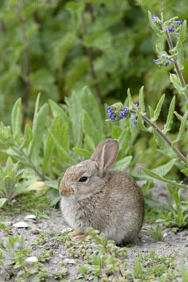 European rabbit (Oryctolagus cuniculus)