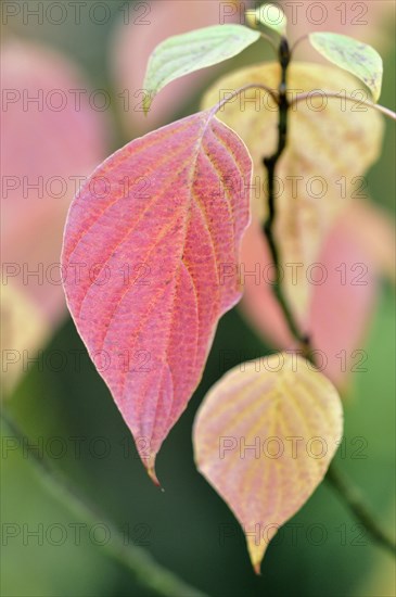 Green osier (Cornus alternifolia)