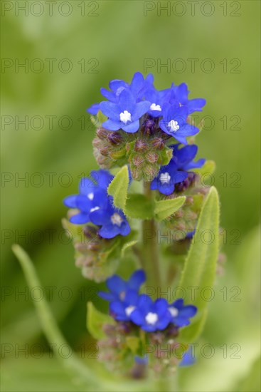 Common bugloss (Anchusa officinalis)