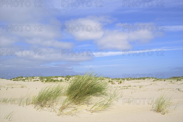 Beach grass (Ammophila arenaria)