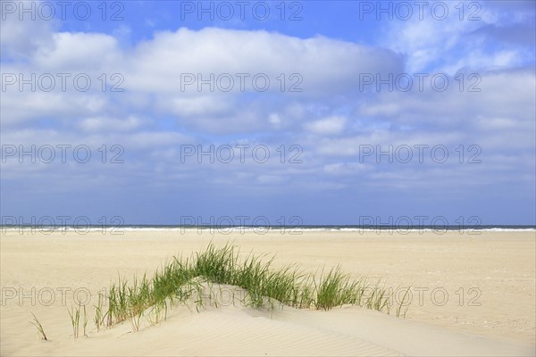 Beach grass (Ammophila arenaria)