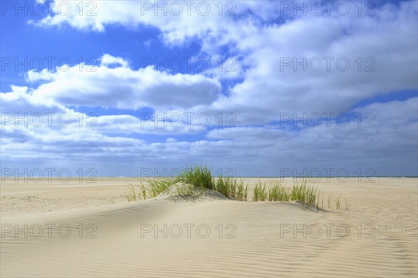 Beach grass (Ammophila arenaria)