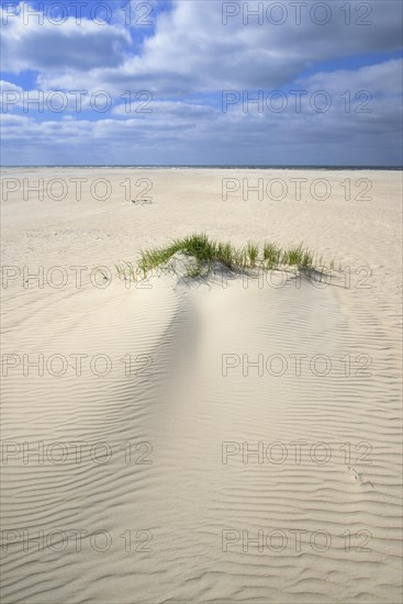 Beach grass (Ammophila arenaria)