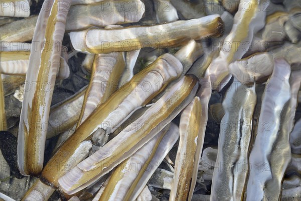 Atlantic jackknife clam (Ensis directus)