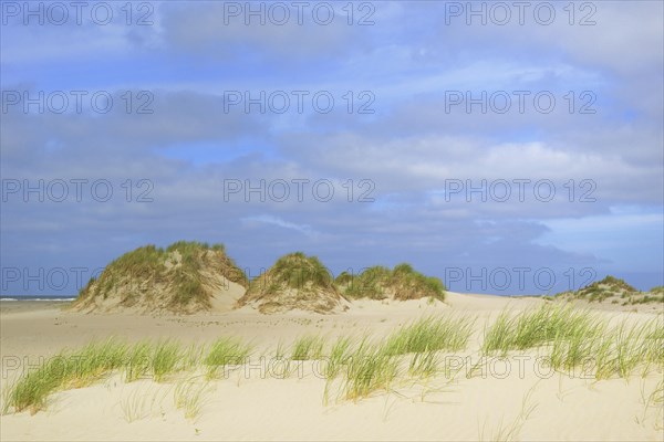 With beach grass (Ammophila arenaria) vegetated dunes