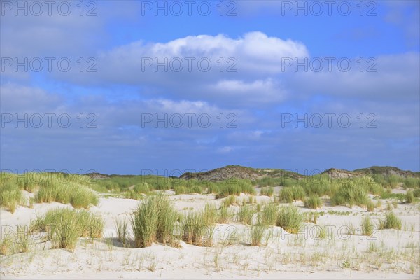 With beach grass (Ammophila arenaria) vegetated dunes