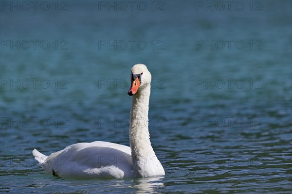 Mute swan (Cygnus olor) swims on the Dobbiaco Lake