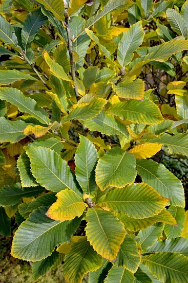 Pontine oak (Quercus pontica)