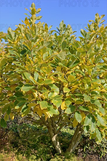 Pontine oak (Quercus pontica)