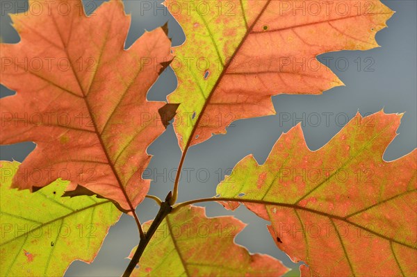 Northern red oak (Quercus rubra)