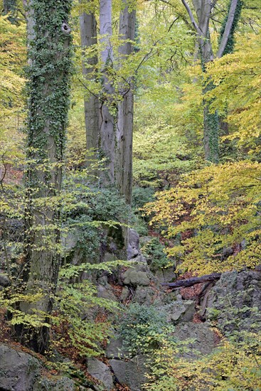 Common beeches (Fagus sylvatica) with ivy (Hedera helix) entwined in the rugged rocky landscape