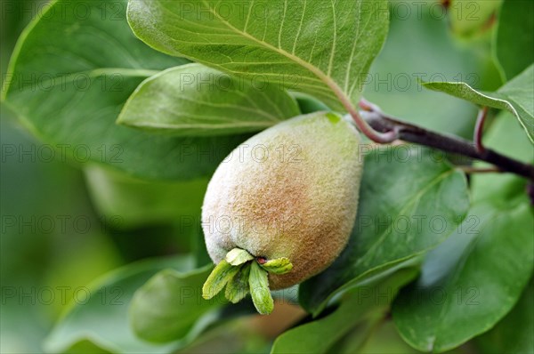 Pear Quince (Cydonia oblonga)