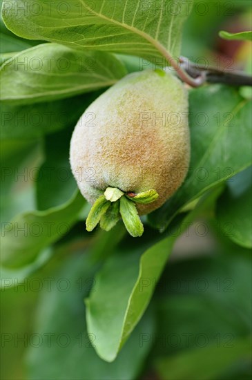 Pear Quince (Cydonia oblonga)