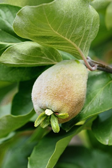 Pear Quince (Cydonia oblonga)