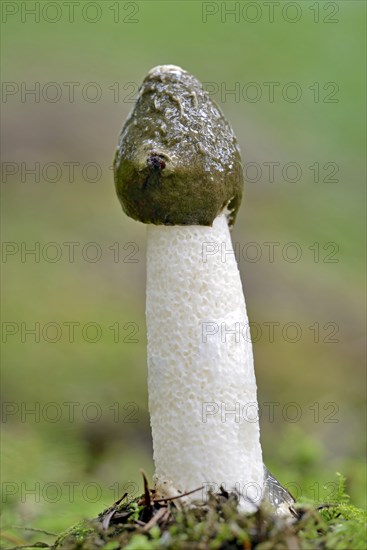 Common stinkhorn (Phallus impudicus)