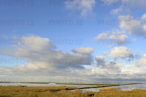 Coastal fortification at the Wadden Sea with pioneer plants