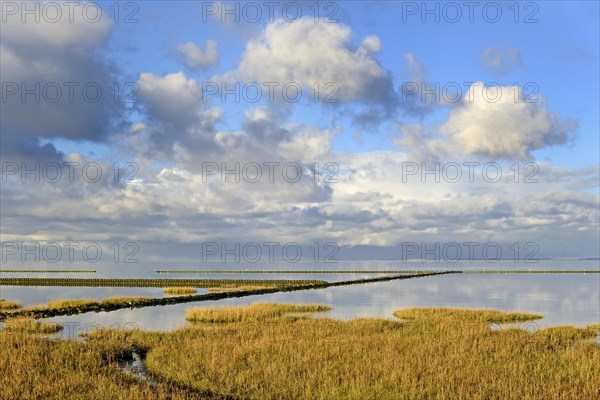 Coastal fortification at the Wadden Sea with pioneer plants