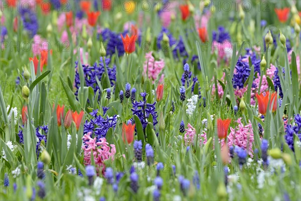 Meadow with garden hyacinths (Hyacinthus orientalis hybride)