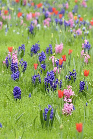 Meadow with garden hyacinths (Hyacinthus orientalis hybride)