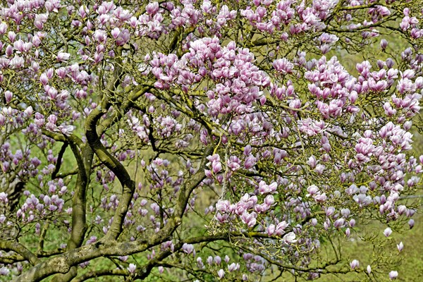 Chinese Magnolia (Magnolia x soulangeana)