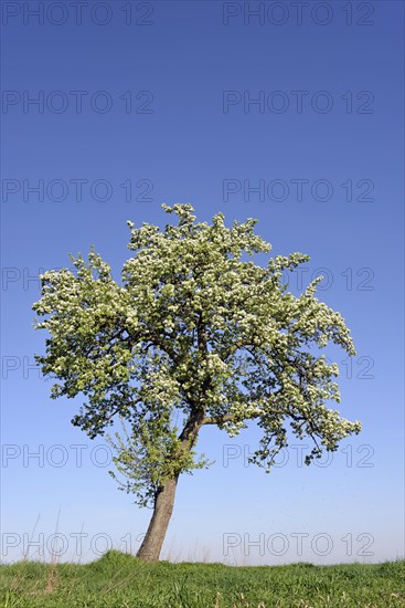 Flowering European Pear (Pyrus communis)