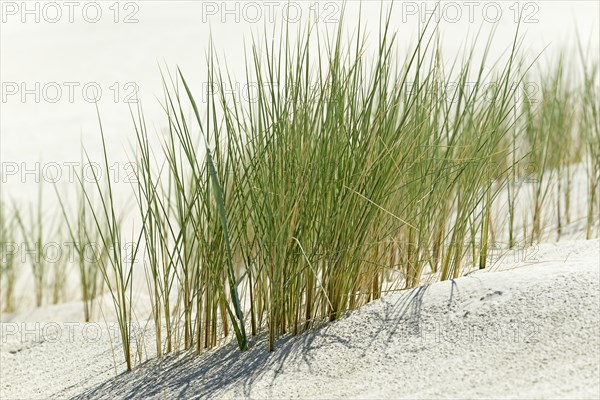 European Marram Grass (Ammophila arenaria) on sand dune