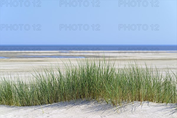 European Marram Grass (Ammophila arenaria) at wide sandy beach