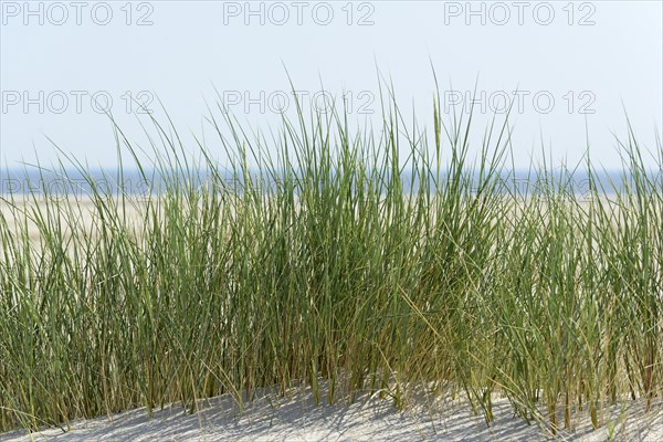 European Marram Grass (Ammophila arenaria) on sand dune