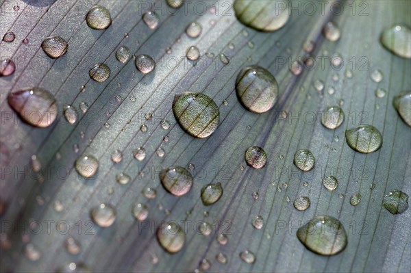 Leaf of a plant with raindrops