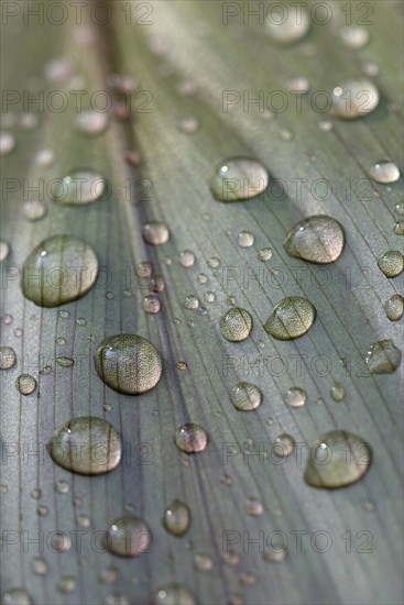 Leaf of a plant with raindrops